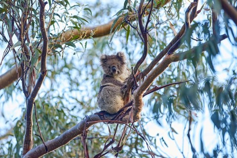 Koala (Phascolarctos cinereus)
