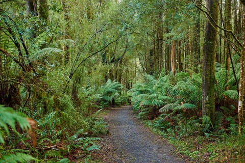 Hiking way through the forest