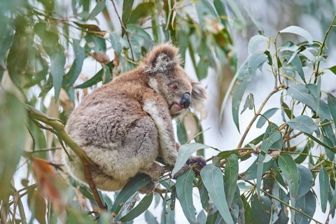 Koala (Phascolarctos cinereus) sitting in an Eucalyptus tree (Eucalyptus)