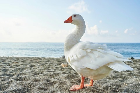 Emden Goose (Anser anser domesticus) on the beach