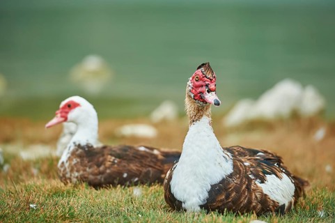 Muscovy ducks (Cairina moschata) sitting in grass
