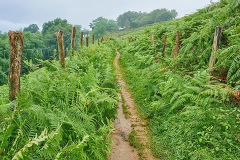 Walking path going through Male fern (Dryopteris filix-mas) from Donostia San Sebastian to Orio at the Camino del Norte