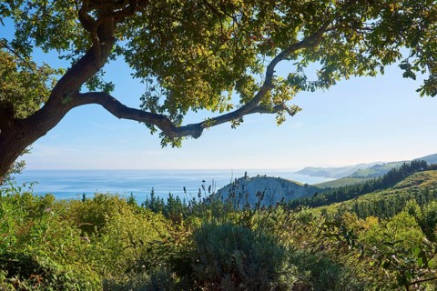 View to the geopark Costa Vasca at the the atlantic ocean between trees next to the Camino del Norte on the way to Deba