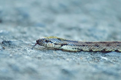 Southern smooth snake (Coronella girondica) on a way