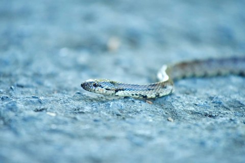 Southern smooth snake (Coronella girondica) on a way