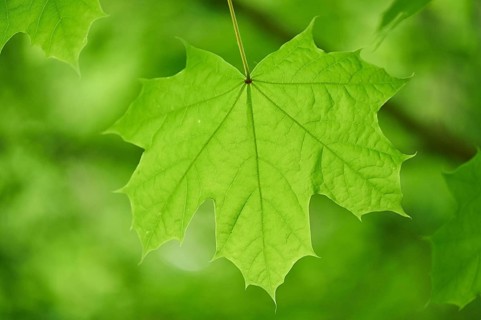 Leaf of a Norway maple (Acer platanoides) in summer