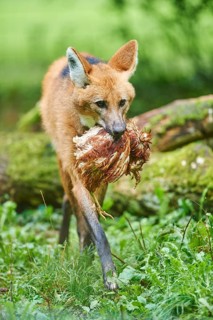 Maned wolf (Chrysocyon brachyurus) with captured bird on a meadow
