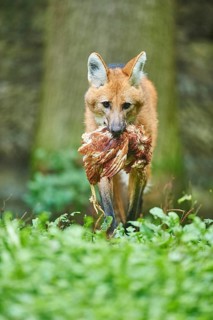 Maned wolf (Chrysocyon brachyurus) with captured bird on a meadow