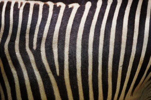 Close-up of the skin from Grevy's zebra (Equus grevyi)