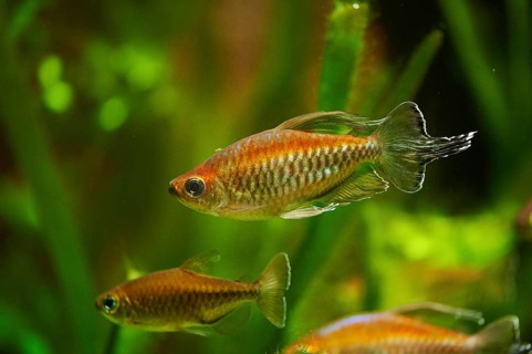 Congo tetra (Phenacogrammus interruptus) in a aquarium