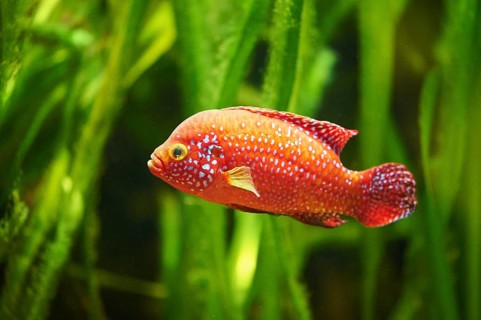 Blood-red jewel cichlid (Hemichromis lifalili) in a aquarium