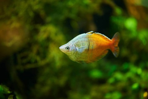 Boeseman's rainbowfish (Melanotaenia boesemani) in a aquarium