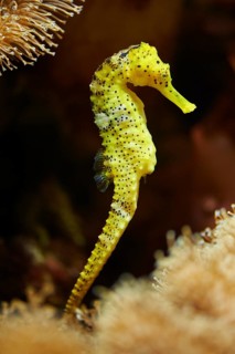 Yellow Estuarine seahorse (Hippocampus kuda) in a aquarium