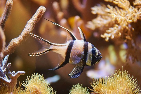 Banggai cardinalfish (Pterapogon kauderni) in a aquarium