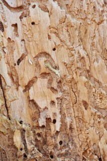Signs of feeding of European spruce bark beetles (Ips typographus) in wood