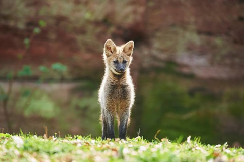 Maned wolf (Chrysocyon brachyurus)