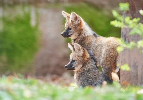 Maned wolf (Chrysocyon brachyurus)