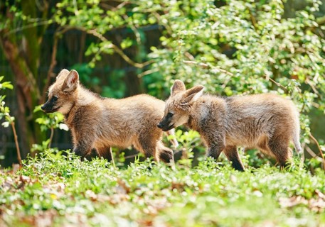 Maned wolf (Chrysocyon brachyurus)