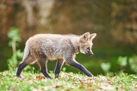 Maned wolf (Chrysocyon brachyurus)