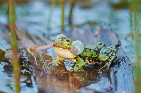 Edible frog (Pelophylax esculentus)