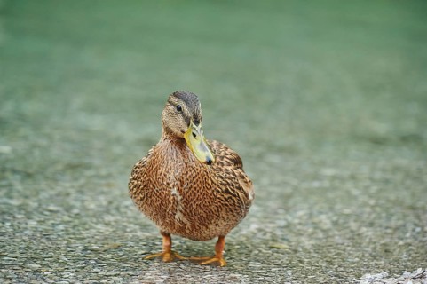 Mallard (Anas platyrhynchos)
