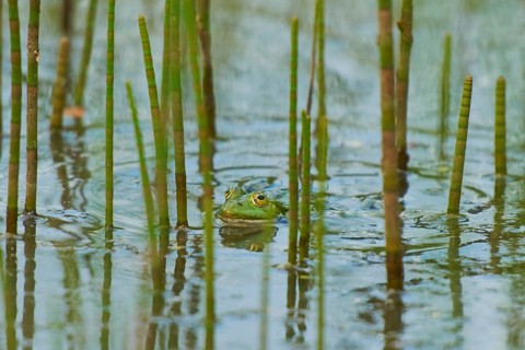 Edible frog (Pelophylax esculentus) in water between horsetail (Equisetum)