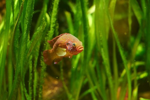 Blood-red jewel cichlid (Hemichromis lifalili) in a aquarium