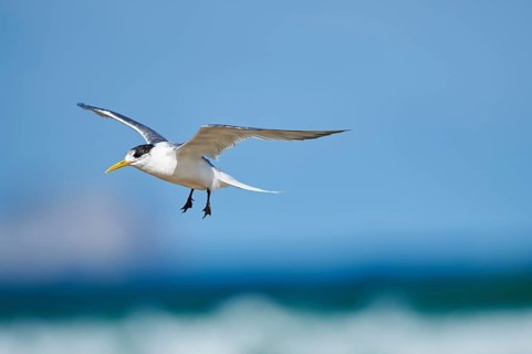 Greater crested tern (Thalasseus bergii) in flight