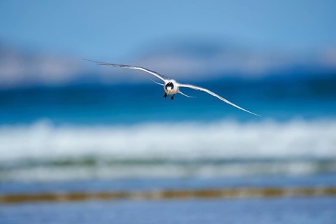 Greater crested tern (Thalasseus bergii) in flight