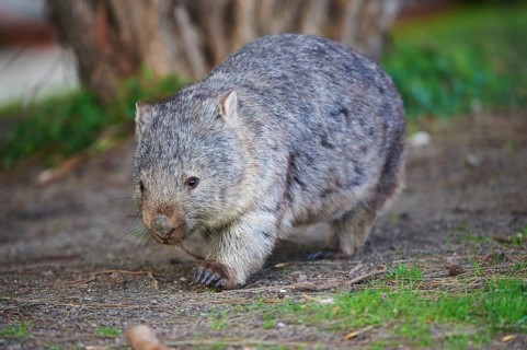 Common wombat (Vombatus ursinus)
