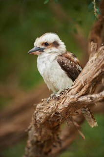 Laughing kookaburra (Dacelo novaeguineae) sitting on a branch