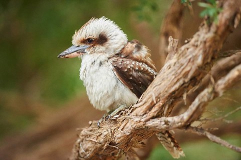 Laughing kookaburra (Dacelo novaeguineae) sitting on a branch