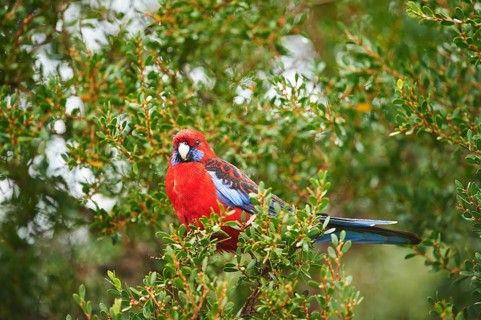 Crimson rosella (Platycercus elegans) sitting in a tree