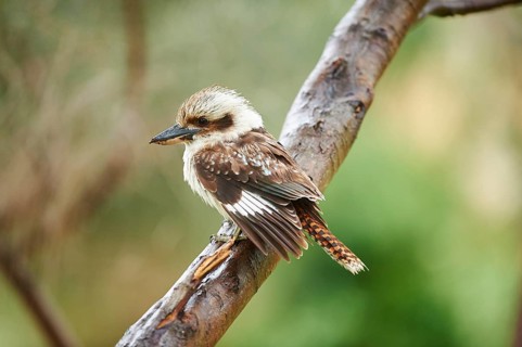 Laughing kookaburra (Dacelo novaeguineae) sitting on a branch