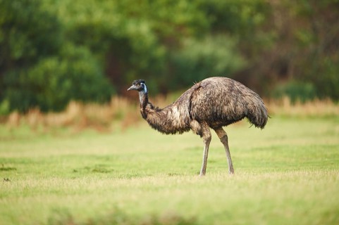 Emu (Dromaius novaehollandiae) on a meadow