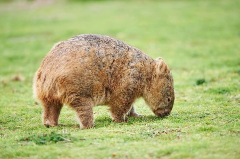 Common wombat (Vombatus ursinus)