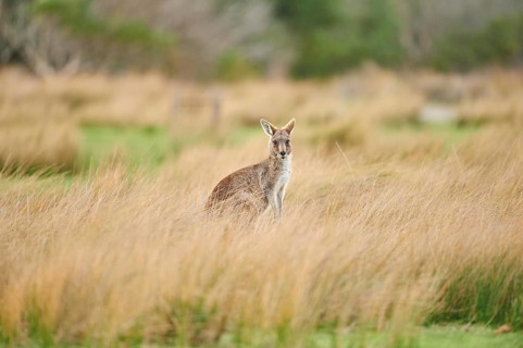 Eastern grey kangaroo (Macropus giganteus)