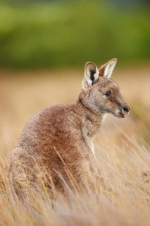 Eastern grey kangaroo (Macropus giganteus)