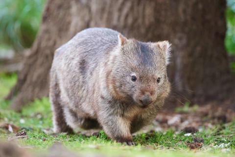 Common wombat (Vombatus ursinus)