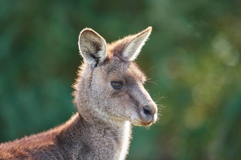 Eastern grey kangaroo (Macropus giganteus)