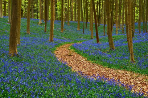 Path through forest