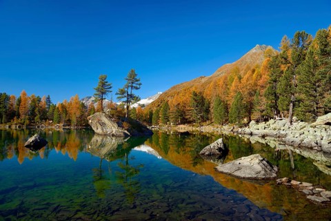 Larch forest reflected in Lake Lago di Saoseo