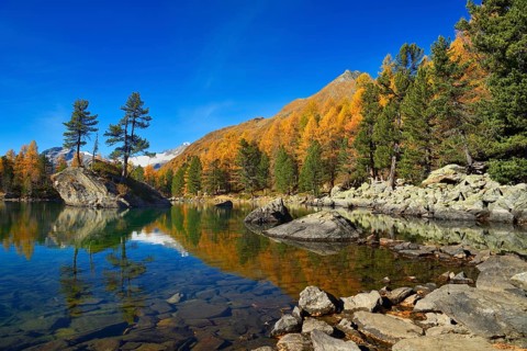 Larch forest reflected in Lake Lago di Saoseo