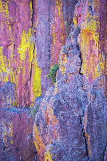 Tree growing in colorful canyon wall