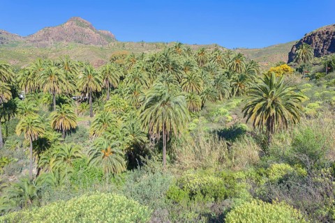 Landscape with Palm trees near Fataga