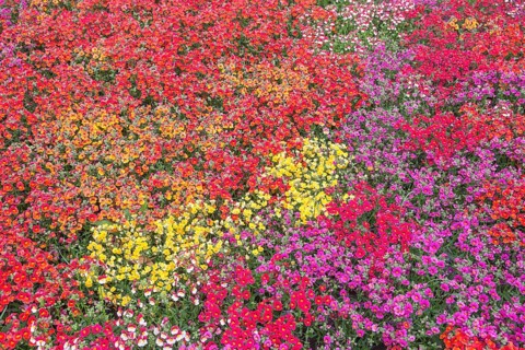Nemesia (Nemesia)