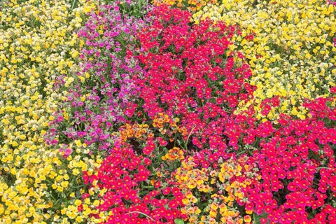 Nemesia (Nemesia)
