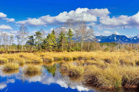 Silted moor pond with bulrushes (Schoenoplectus lacustris) and reflection of clouds