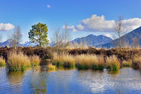 Moor pond