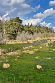 Silted moor pond with moss (Sphagum sp.) and bulrushes (Schoenoplectus lactustris)